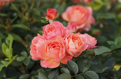 Ruža 'amber bay' - tantau k2l - Ruža 'Amber Bay' 2