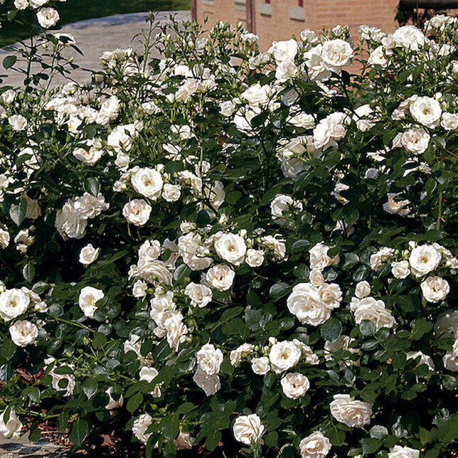 Ruža 'aspirin-rose' - tantau k2l - Ruža 'Aspirin-Rose'