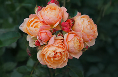 Ruža 'creme brulee' - tantau k2l - Ruža 'Creme Brulee' 1