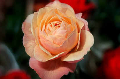 Ruža 'creme brulee' - tantau k2l - Ruža 'Creme Brulee' 2