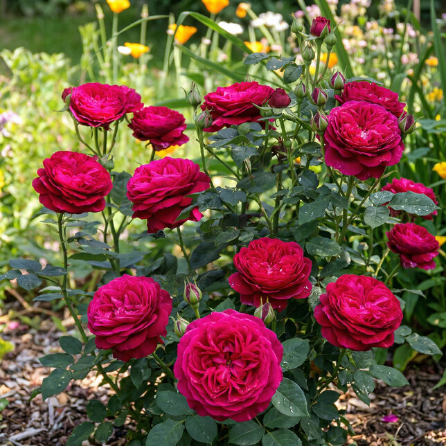Ruža 'gospel' - tantau k2l - Ruža 'Gospel' 
