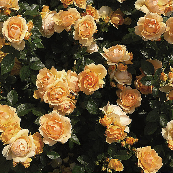 Ruža 'hansestadt rostock' - tantau k2l - 8212144 Ruža 'Hansestadt Rostock' 01