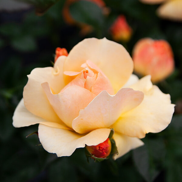 Ruža 'hansestadt rostock' - tantau k2l - 8212144 Ruža 'Hansestadt Rostock' 09