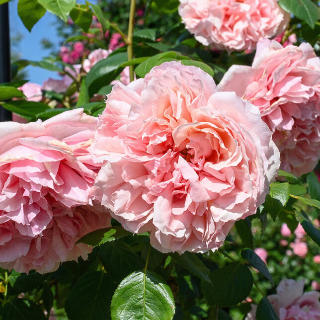 Ruža 'schöne maid®' - tantau k2l - Rosa Schöne Maid