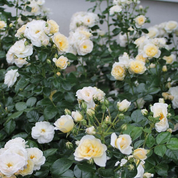 Ruža 'sirius' - tantau k4l - 9252157 Ruža 'Sirius' 01