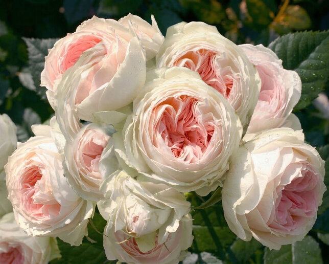 Ruža 'stephanie baronin zu guttenberg'- tantau k2l - Ruža 'Stephanie Baronin zu Guttenberg'