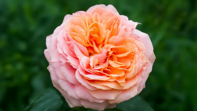 Ruža 'chippendale' - tantau k2l - Ruža 'Chippendale' 1