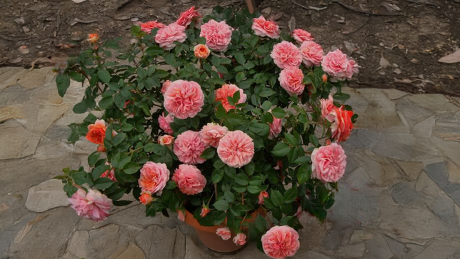 Ruža 'chippendale' - tantau k2l - Ruža 'Chippendale' 2