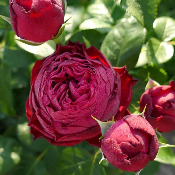 Ruža 'piano' - tantau k2l - 9254522 Ruža 'Piano' 03