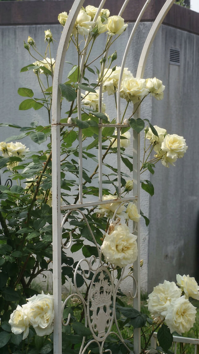 Ruža 'elfe' - tantau k2l - Ruža 'Elfe'