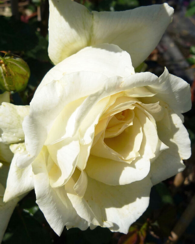 Ruža 'elfe' - tantau k2l - Ruža 'Elfe' 2