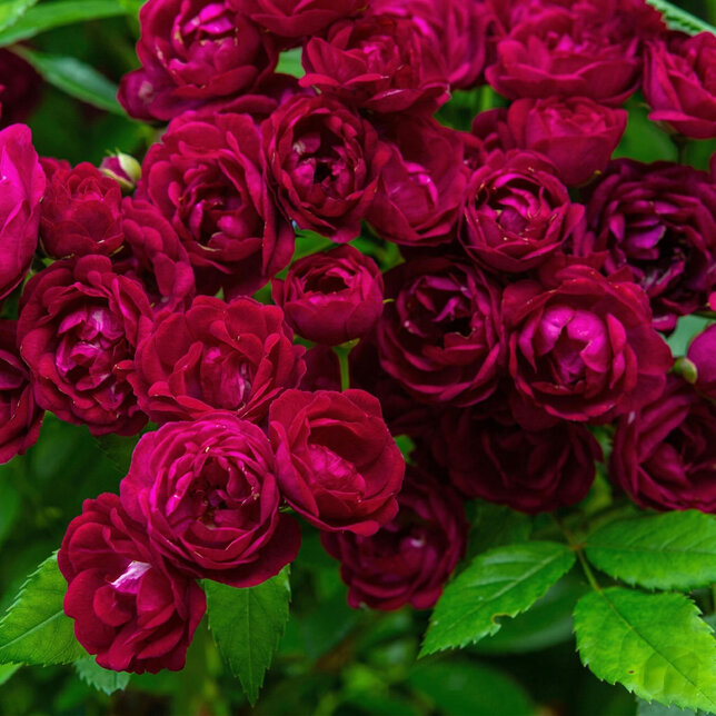 Ruža 'perennial domino' - tantau k2l - Ruža 'Perennial Domino' 1