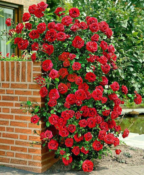 Ruža 'santana' - tantau k2l - 9253340 Ruža 'Santana' 02