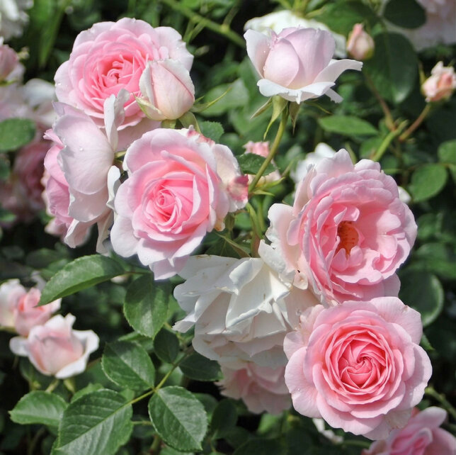 Ruža 'ballade' - tantau k2l - Ruža 'Ballade'