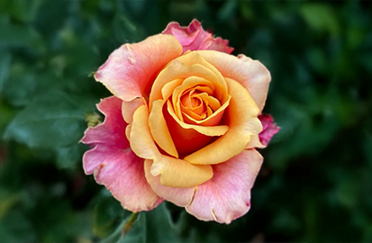 Ruža 'cherry brandy' - tantau k2l - Ruža Cherry 3