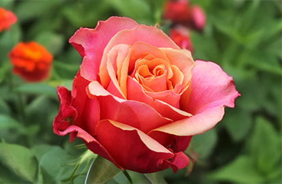 Ruža 'cherry brandy' - tantau k2l - Ruža 'Cherry Brandy' 1