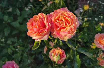 Ruža 'cherry brandy' - tantau k2l - Ruža 'Cherry Brandy' 2