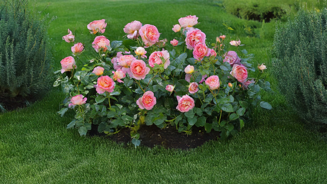 Ruža 'dornburger schlossrose' - tantau k2l - Ruža 'Dornburger Schlossrose' 1