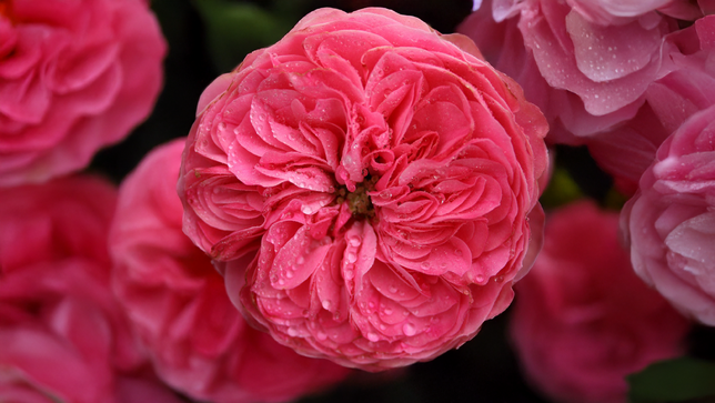 Ruža 'leonardo da vinci' - tantau k2l - Ruža 'Leonardo da Vinci' 1