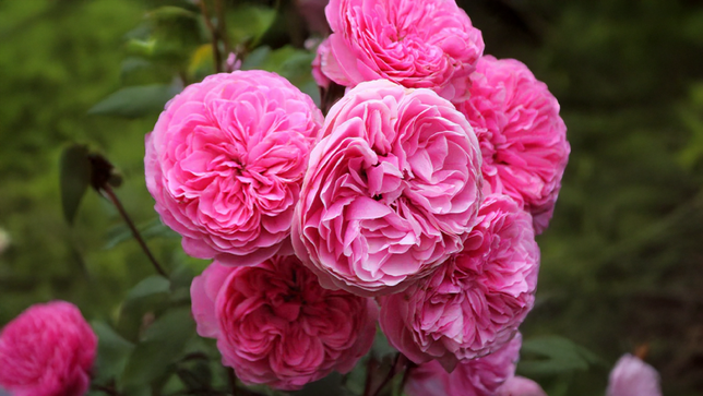 Ruža 'leonardo da vinci' - tantau k2l - Ruža 'Leonardo da Vinci' 2