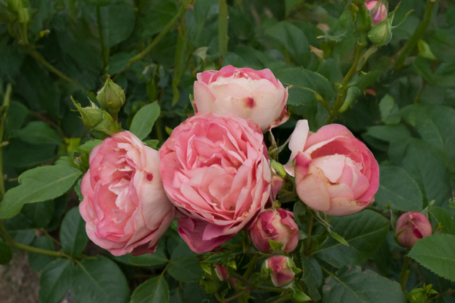 Ruža 'acropolis' k3l - Ruža 'Acropolis' K3L