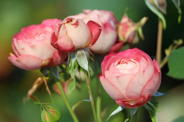 Ruža 'acropolis' k3l - Ruža 'Acropolis' K3L 2