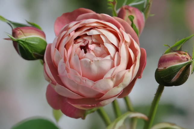 Ruža 'acropolis' k3l - Ruža 'Acropolis' K3L 3