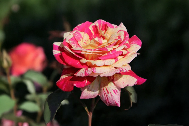 Ruža 'broceliande' k3l - Ruža 'Broceliande' K3L 1