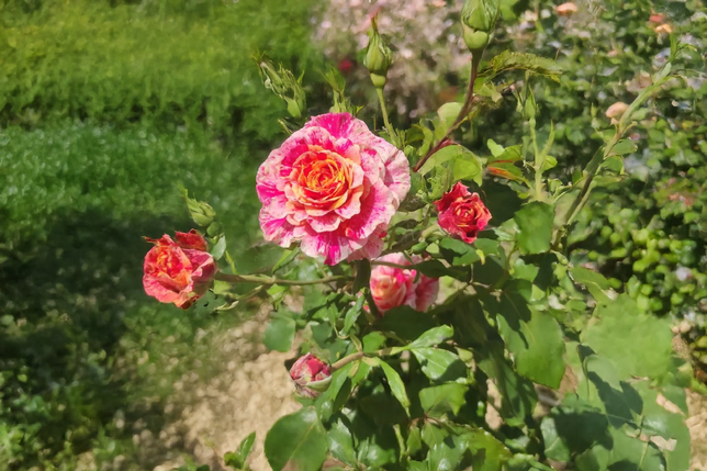 Ruža 'broceliande' k3l - Ruža 'Broceliande' K3L 2