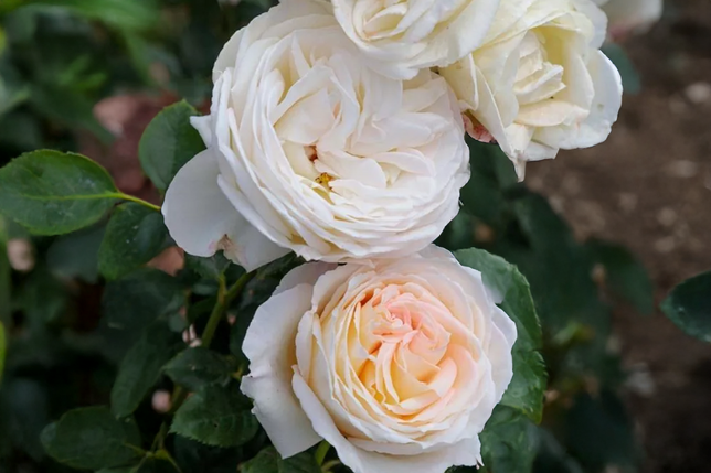 Ruža 'camille claudel' - meilland k3l - Ruža 'Camille Claudel' - Meilland K3L 1