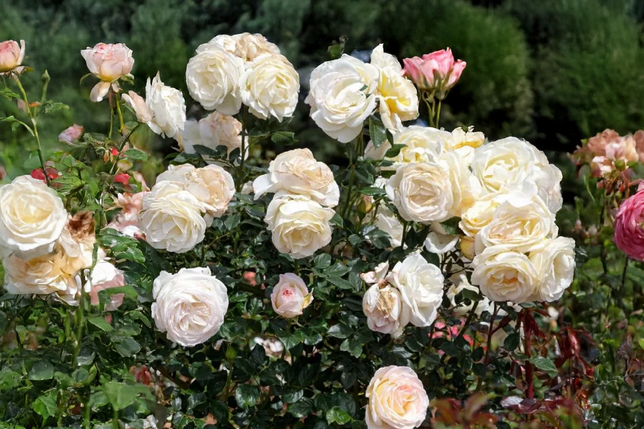 Ruža 'camille claudel' - meilland k3l - Ruža 'Camille Claudel' - Meilland K3L 2