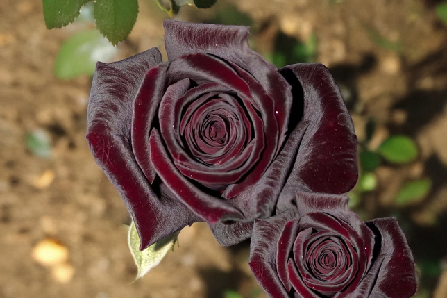 Ruža 'black baccara' - jacquesom mouchotte k3l - Ruža 'Black Baccara' - Jacquesom Mouchotte K3L 1