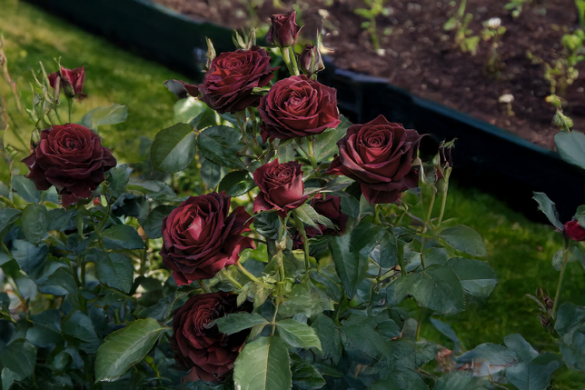 Ruža 'black baccara' - jacquesom mouchotte k3l - Ruža 'Black Baccara' - Jacquesom Mouchotte K3L 2