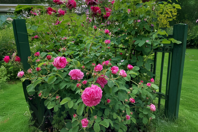 Ruža 'duc de cambridge' - damascénska ruža k3l - Ruža 'Duc de Cambridge' - damascénska ruža K3L 1