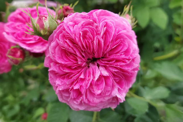 Ruža 'duc de cambridge' - damascénska ruža k3l - Ruža 'Duc de Cambridge' - damascénska ruža K3L 2