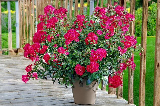 Ruža 'fairy dance' k3l - Ruža 'Fairy Dance' K3L 1