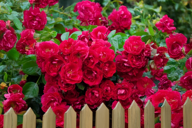 Ruža 'fairy dance' k3l - Ruža 'Fairy Dance' K3L 2