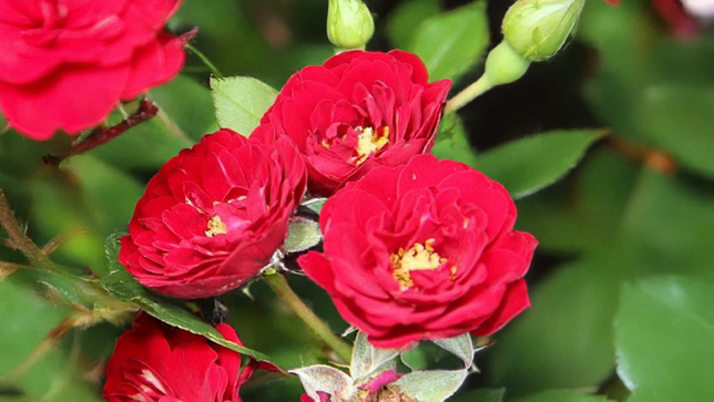 Ruža 'rote the fairy' k1,5l - Ruža 'Rote The Fairy' 1