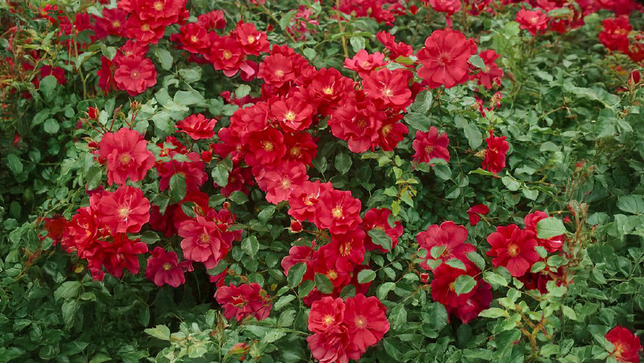 Ruža 'rote the fairy' k1,5l - Ruža 'Rote The Fairy' 3