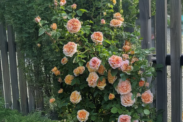 Ruža 'alchymist' k3l - Ruža 'Alchymist' K3L