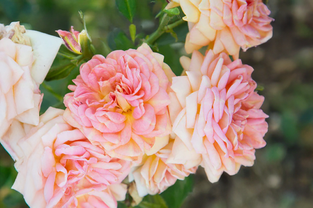 Ruža 'alchymist' k3l - Ruža 'Alchymist' K3L 2