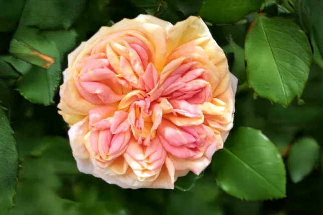 Ruža 'alchymist' k3l - Ruža 'Alchymist' K3L 3