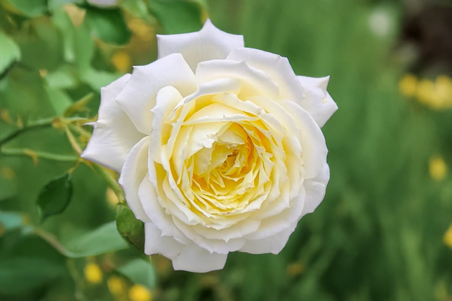 Ruža 'amnesty international' k3l - Ruža 'Amnesty International' K3L 1