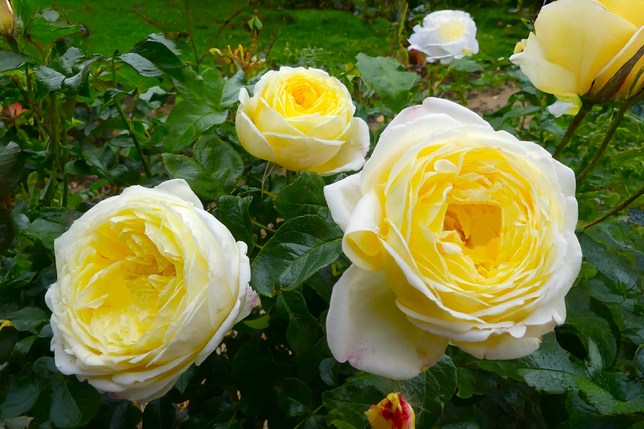 Ruža 'amnesty international' k3l - Ruža 'Amnesty International' K3L 2