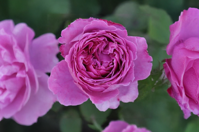 Ruža 'adora aroma' k3l - Ruža 'Adora Aroma' K3L