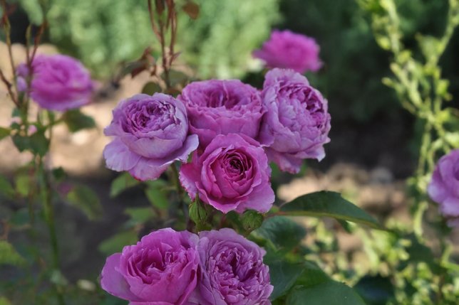 Ruža 'adora aroma' k3l - Ruža 'Adora Aroma' K3L 2_