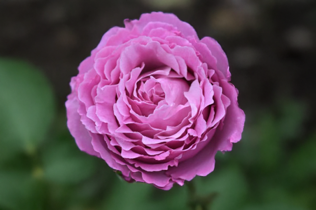 Ruža 'alexandra david neel' - delbard k3l - Ruža 'Alexandra David Neel' - Delbard K3L 1