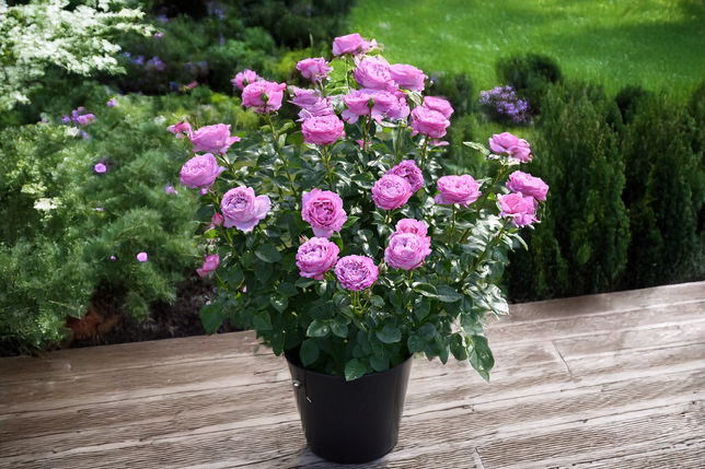 Ruža 'alexandra david neel' - delbard k3l - Ruža 'Alexandra David Neel' 2