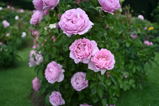 Ruža 'alexandra david neel' - delbard k3l - Ruža 'Alexandra David Neel' 3