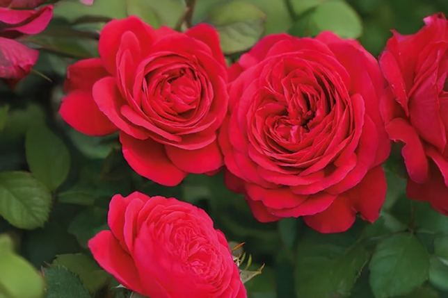 Ruža 'andre rieu' k3l - Ruža 'Andre Rieu' K3L 1